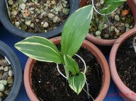 17-37 새우란복륜 2촉