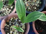 17-38 새우란 복륜 2촉