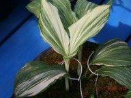 17-39 산반중투 1촉