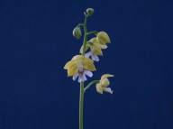 18-2일본새우란 황판백설