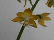 18-3 황금새우란