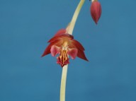 18-5일본새우란 적판적설