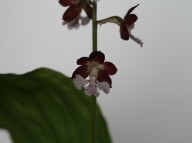 19-2 일본새우란