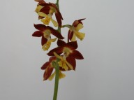 19-4일본새우란적판황설