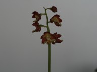 19-7 일본새우란