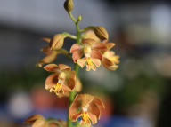 19-10 일본새우란