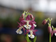 19-20 일본새우란