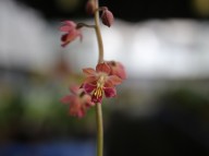 19-21일본새우란