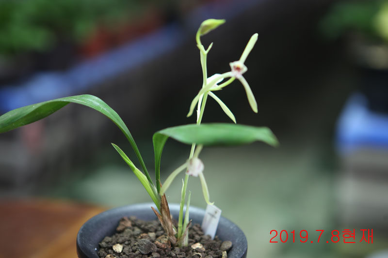 죽백란