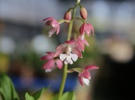 20-2 일본새우란