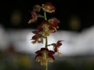 20-7 일본새우란