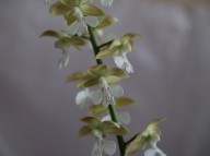 20-8 일본새우란