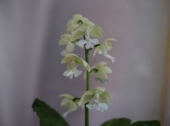 20-9 일본새우란 백화