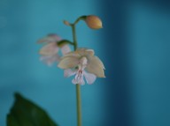 20-10 일본새우란 백화