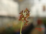 20-12 육가선 기화