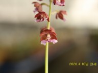 20-13 일본새우란