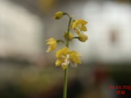 20-14일본새우란황판백설