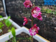 20-15 일본새우란 적화