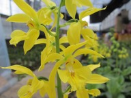 21-2 금새우란 5촉