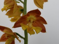 21-3 일본새우란2촉