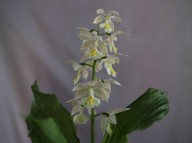 21-8 일본새우란 백화