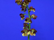 21-10 일본새우란호화