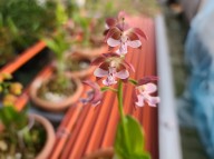 21-12 한국새우란 홍화