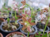 21-13 한국새우란 육가선