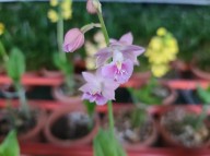 21-14 일본새우란