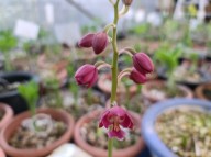 21-15 일본새우란