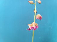 21-16 일본새우란