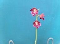 21-17 일본새우란 적판적설