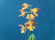 21-19 한라새우란