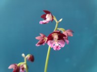 21-20 적판색설 일본새우란