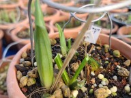 22-1 황금새우란