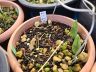 22-2 한라새우란(2촉)