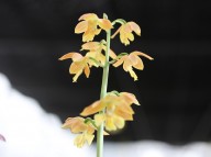 22-3 일본새우란