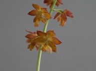 22-4 일본새우란