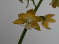 22-6 황판백설 일본새우란