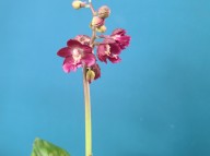 22-7 일본새우란