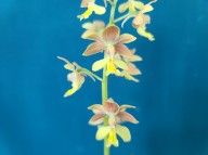 22-10 살구색황설