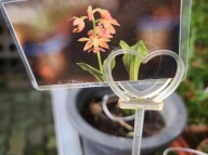 22-11 홍화색설(2촉)