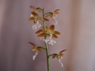 22-12 살구색새우란