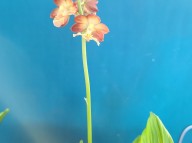 22-13 일본새우란홍판홍설