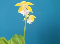 22-16 황판백설 통설