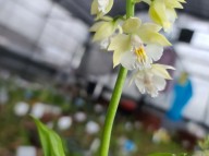 22-17 일본새우란 백화