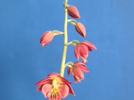 22-18 일본새우란홍화