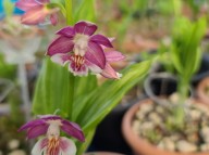 22-21 일본새우란