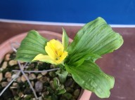 22-22 기화 한국새우란