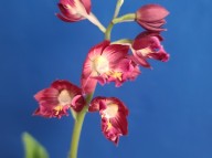 22-23 적판적설 일본새우란